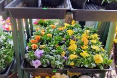 IMG_20260316_110319483_HDR_AE