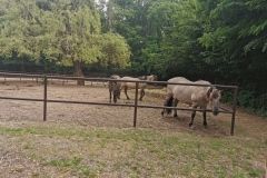IMG_20240605_111521