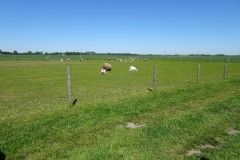 DSC06678