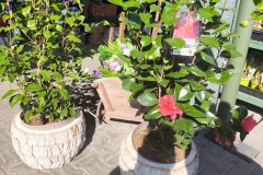 IMG_20250402_110043