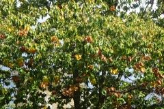 DSC00353