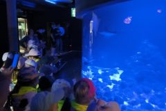 IMG_20260529_114109_1